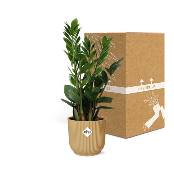 Zamioculcas – Hauteur 45-50 en ELHO Vibes Fold 14cm jaune