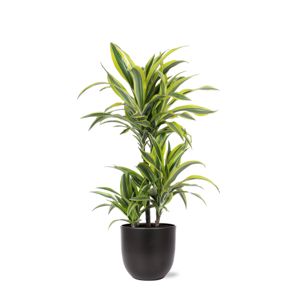 Dracaena Citron Lime Ø21cm - ↕65cm en pot Boule ANTHRACITE