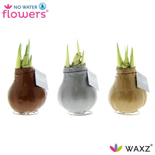 No Water Flowers Waxz Métallisé Or / Argent / Cuivre - 3 pièces - Ø7 cm - ↕15 cm