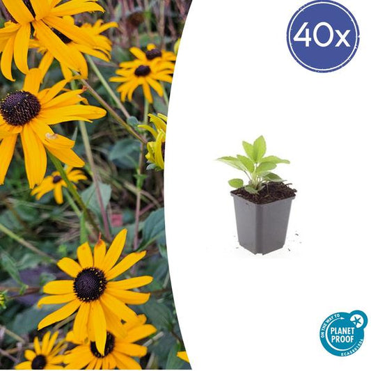 Rudbeckia fulgida 'Goldsturm' - ↕10-25cm - Ø9cm - 40x