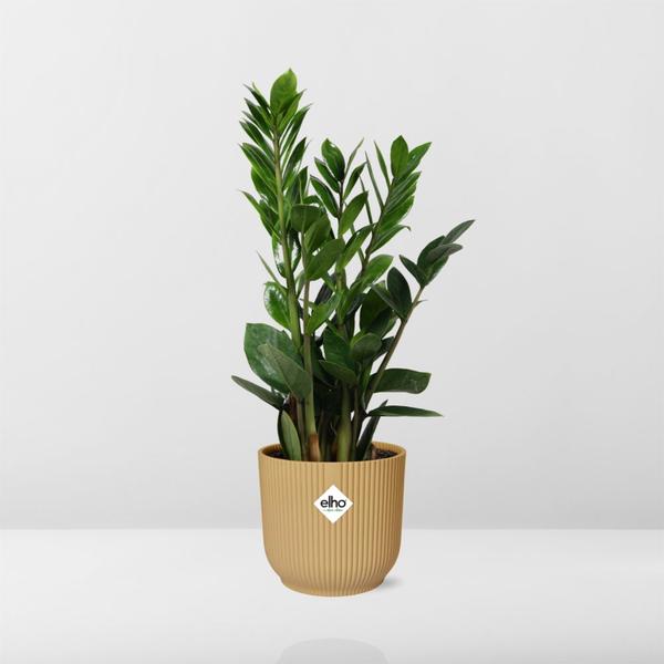Zamioculcas – Hauteur 45-50 en ELHO Vibes Fold 14cm jaune