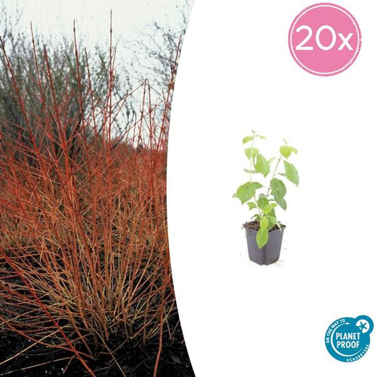 Cornus chantait. 'Feu d'hiver' - ↕10-25cm - Ø9cm - 20x