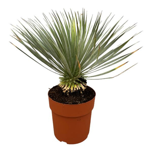 Yucca Rostrata sur tige - 70 cm - Ø27