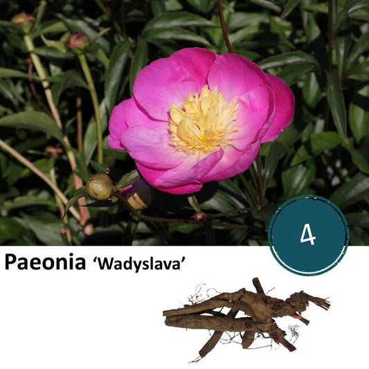 Paéonie 'Wadyslava' - 4x