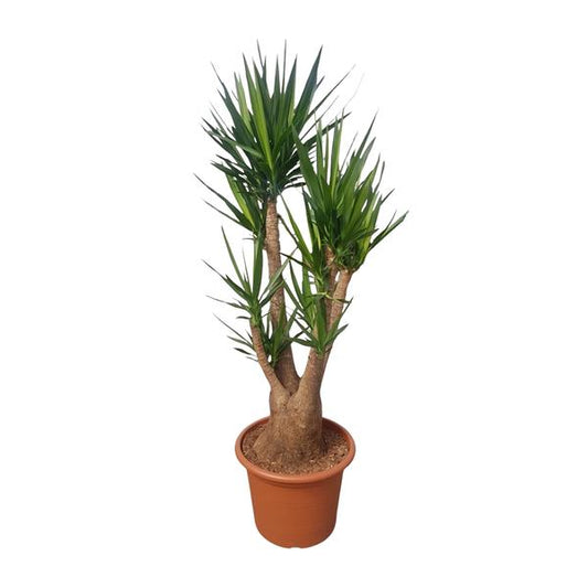 Yucca Elephantipes ramifié - 190 cm - ø55