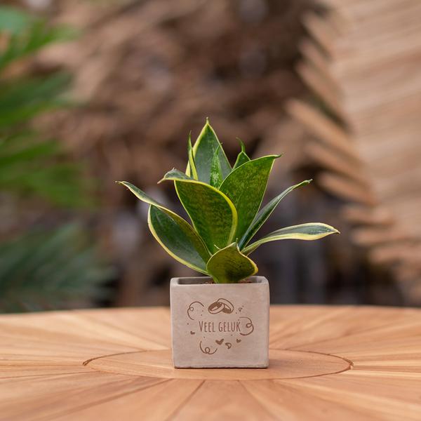 Congreetz® plantpots + Sansevieria | Veel geluk