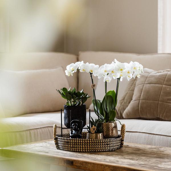 Compagnie des Colibris | Coffret cadeau Home Hub | Ensemble de plantes avec orchidées Phalaenopsis et plantes succulentes, avec pots décoratifs en céramique.