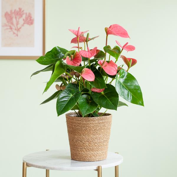 Anthurium Rose explosion avec panier naturel - 55cm - Ø17