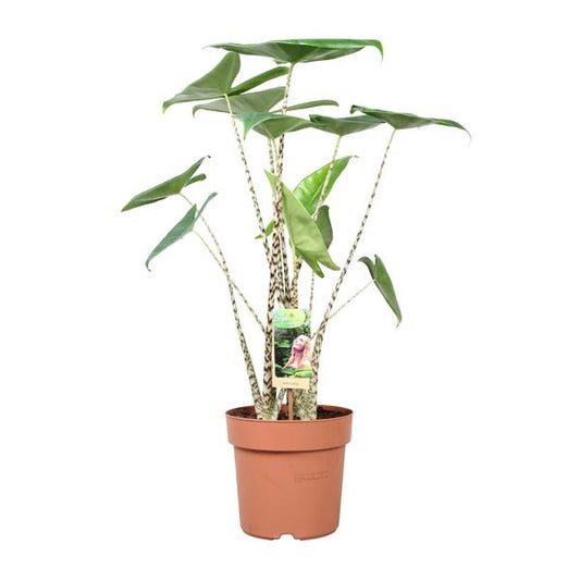 Alocasia Zébrina - Ø21cm - ↕80cm