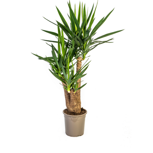 Yucca Éléphantipes Ø24cm - ↕90-100cm