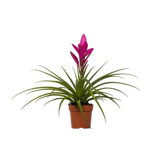 Tillandsia Amira - Ø12cm - ↕45cm