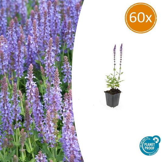 Salvia nem. 'Caradonna' - ↕10-25cm - Ø9cm - 60x