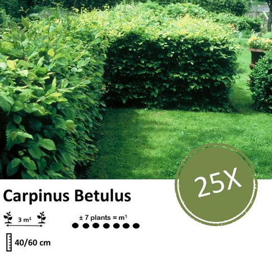 Carpinus Betulus - Racine nue - 40/60 - 25x