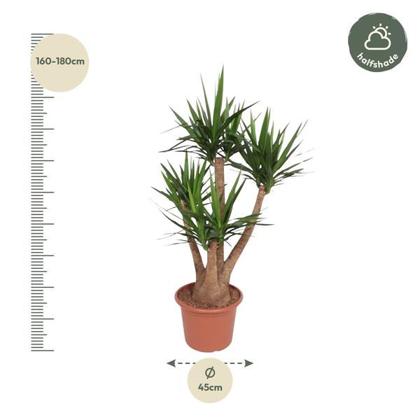 Yucca Elephantipes ramifié - 170 cm - ø45