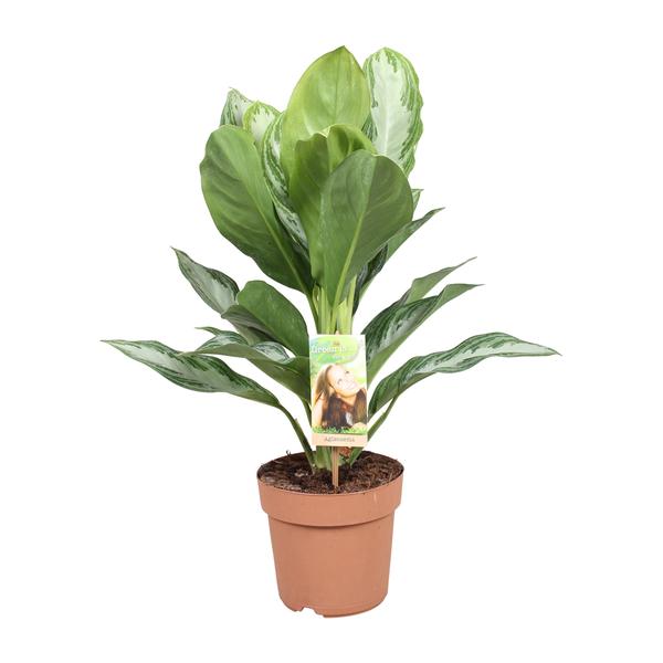 Aglaonema Silver Bay - Chinois à Feuilles Persistantes - Ø17cm - ↕55cm