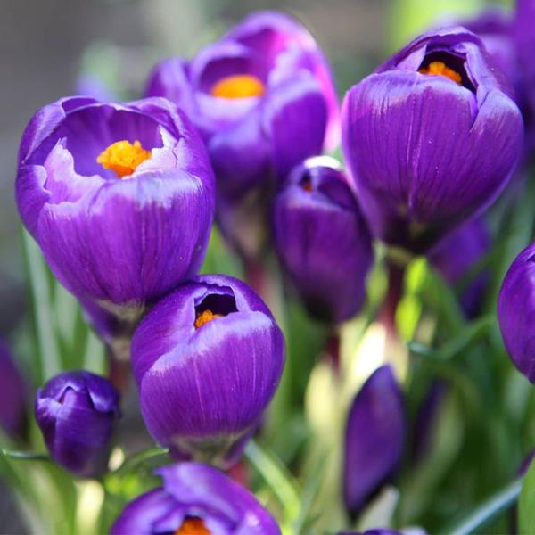 Flowerbulbs Amsterdam - Flower Record - 20 bulbes à fleurs - Taille 8+
