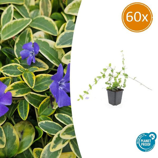Vinca minor 'Blue and Gold' - ↕10-25cm - Ø9cm - 60x