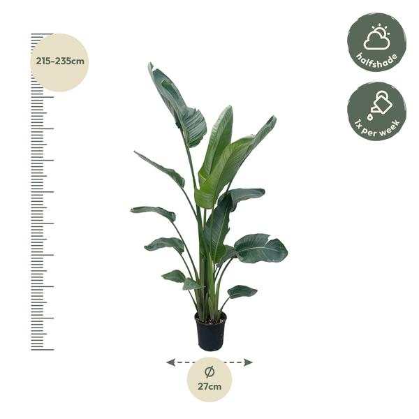 Strelitzia Nicolai XXL - 220 cm - ø27