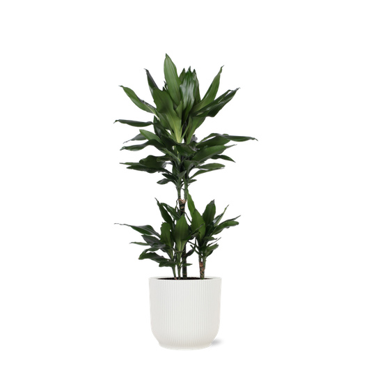 Dracaena Janet Lind Ø21cm - ↕90cm en pot Vibes BLANC