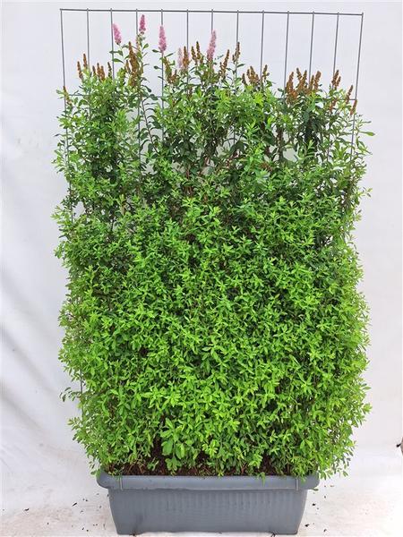 Spiraea billardii - buisson musculaire - Haie prête à l'emploi - 120 x 180 cm