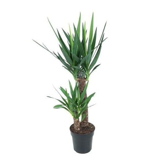 Yucca Éléphantipes - Ø21cm - ↕100cm