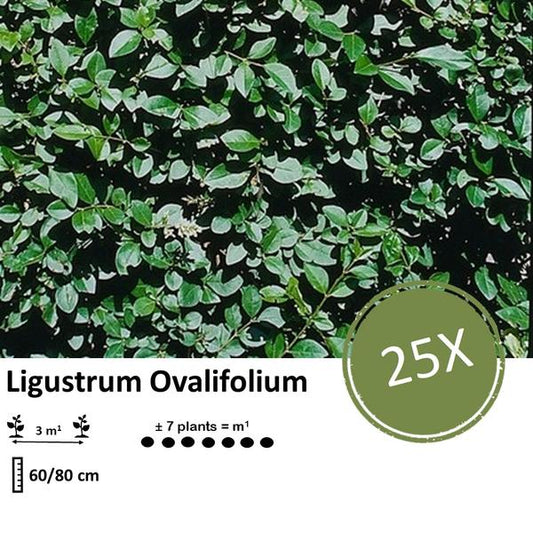 Ligustrum Ovalifolium - Racine nue - 60/80 - 25x