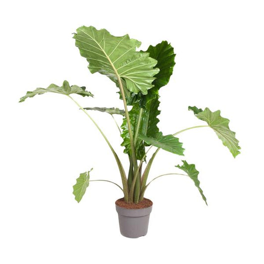 Alocasia Portodora - 120 cm - ø32