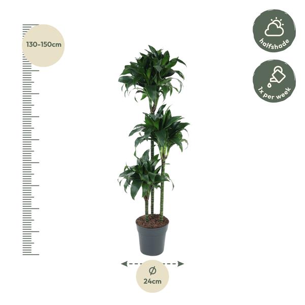 Tatuade Dracaena - 140 cm - ø24