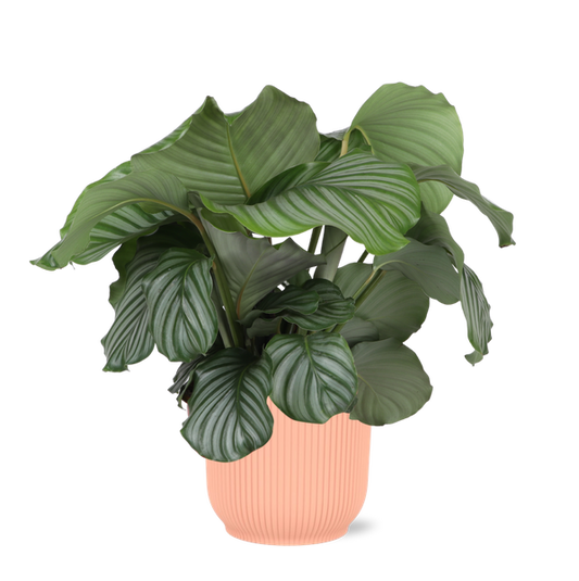 Calathea Orbifolia Ø21cm - ↕70cm en pot Vibes ROSE