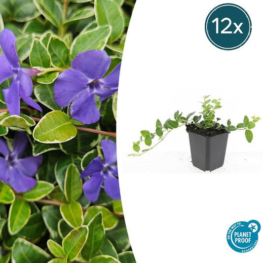 Vinca minor 'Ralph Shugert' - ↕10-25cm - Ø9cm - 12x