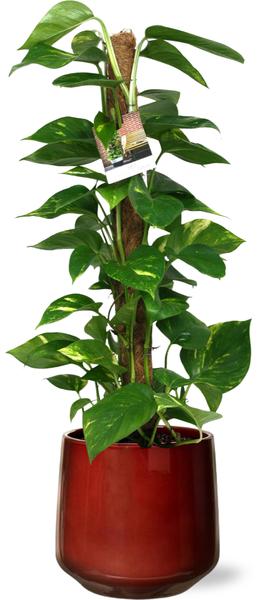 Scindapsus Epipremnum - Ø19cm - ↕80cm + Puglia Pot D21/23,5x21cm - Rood