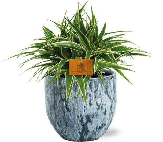 Chlorophytum Ocean - Ø15cm - ↕25cm + Sem Pot D16x14cm - Blauw
