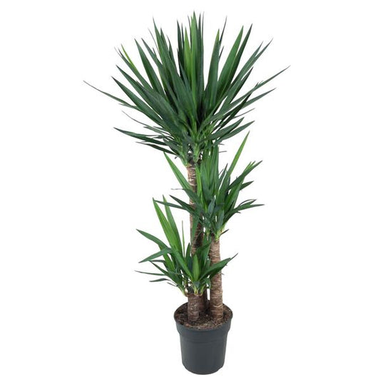 Yucca Éléphantipe - 140 cm - ø27