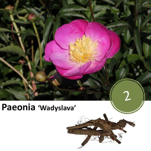Paéonie 'Wadyslava' - 2x