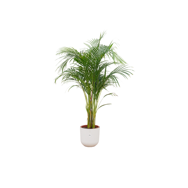 Offre combinée - Palmier Areca avec elho Jazz Round blanc Ø26 - 140 cm