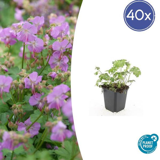 Geranium cant. 'Cambridge' - ↕10-25cm - Ø9cm - 40x