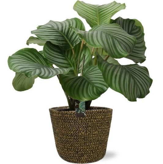 Calathea Orbifolia - Ø21cm - ↕50cm + Selin Pot D22x19cm - Zwart