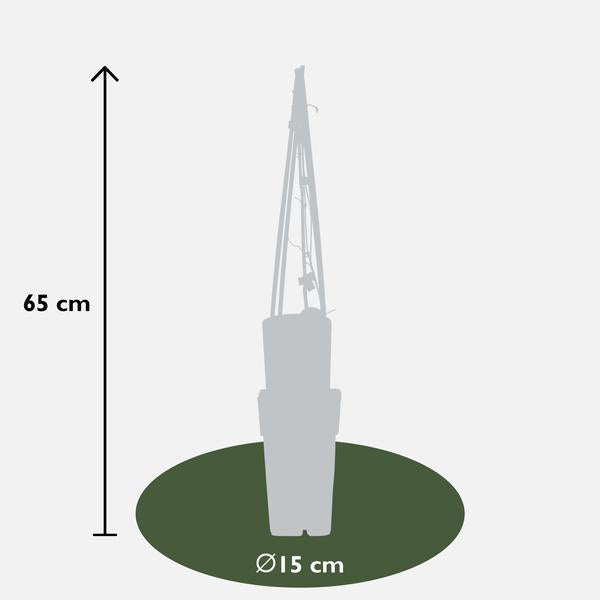 3x - Clématite Le Président - ↨65cm - Ø15