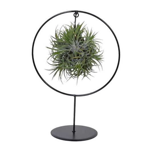Tillandsia Ring Mix - Ø15cm - ↕35cm