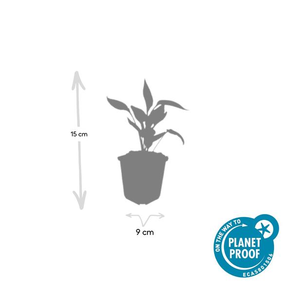 Echinacea p. 'White Swan' - ↕10-25cm - Ø9cm - 60x