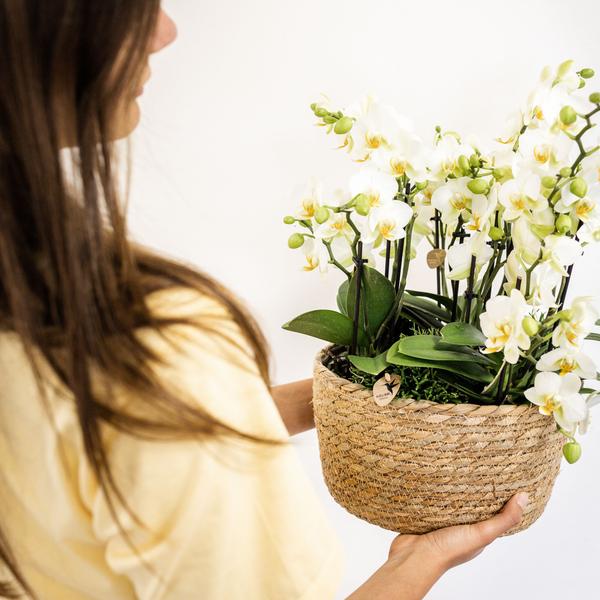 Orchidées colibris | plante blanche dans un panier en coton avec réservoir d'eau | trois orchidées blanches Lausanne 9cm et trois plantes vertes | Jungle Bouquet blanc avec réservoir d'eau autonome