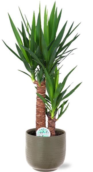 Yucca Elephantipes - Ø17 - ↨85cm + Pot Aresso D18x16,5cm - Gris Vert