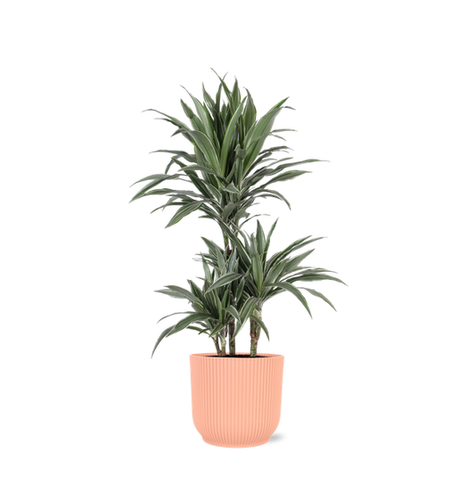 Dracaena Warneckii Ø21cm - ↕65cm en pot Vibes ROSE
