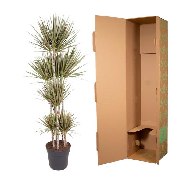 Carrousel Dracaena Bicolore - 180 cm - ø34