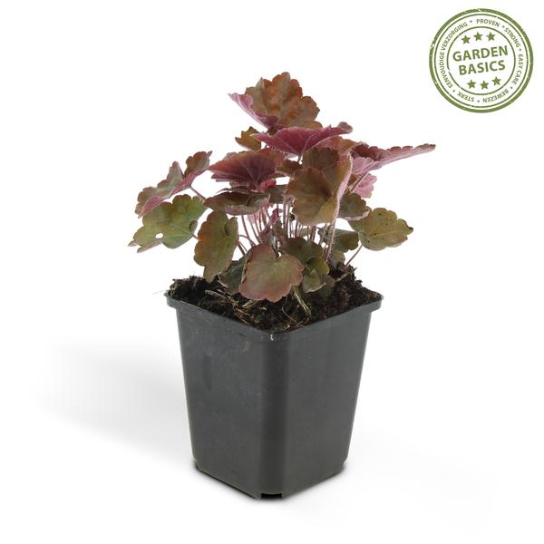 Heuchera mic. 'Palace Purple' - ↕10-25cm - Ø9cm - 6x