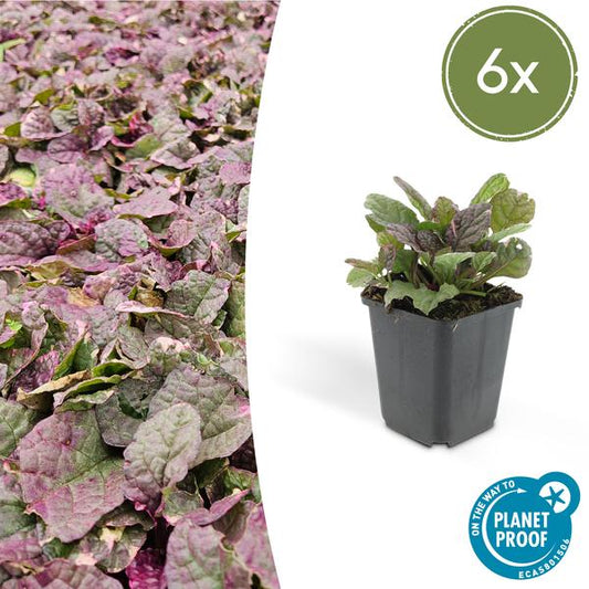 Ajuga reptans 'Burgundy Glow' - ↕10-25cm - Ø9cm - 6x