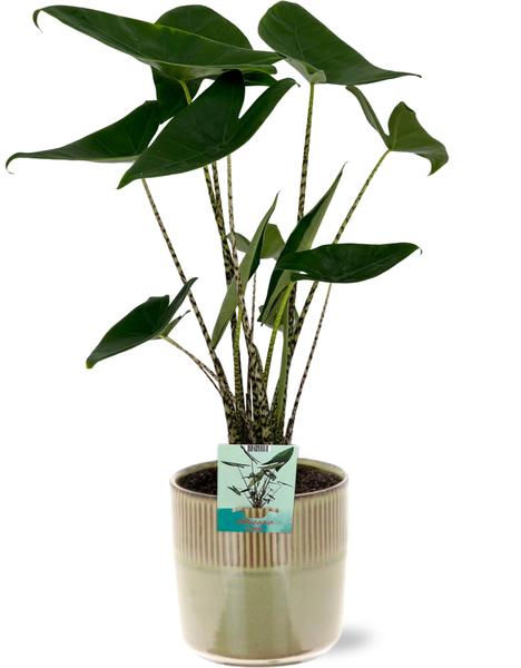 Alocasia Zebrina - Ø19cm - ↕75cm + Pot Terni D20x20cm - Vert