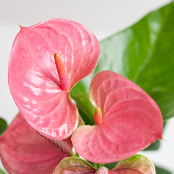 Anthurium Pink explosion avec panier Lisbon noir - 55cm - Ø17