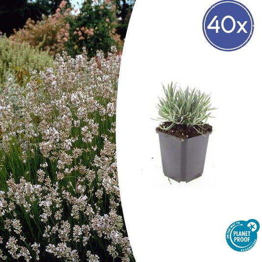 Lavande int. 'Edelweiss' - ↕10-25cm - Ø9cm - 40x