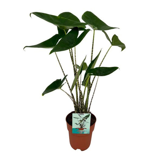 Alocasia Zebrina - Oreille d'éléphant - Ø19cm - ↕75cm